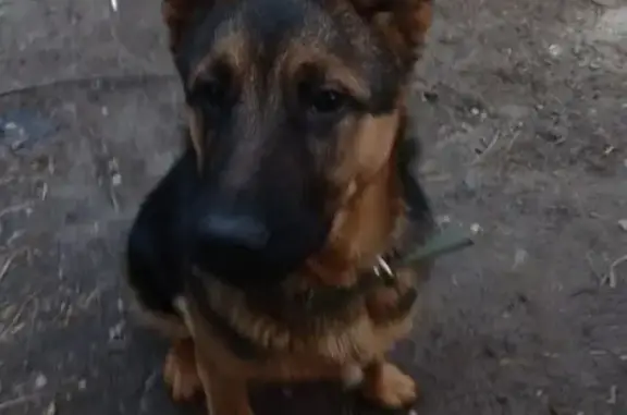 окрас черный,снизу бежевый,веселый любит облизываться чтобы подошел нужно сесть на корточки,ушел из дома и не вернулся(