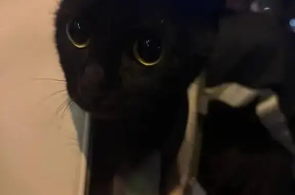 Найдена кошка, улица им. Героя Яцкова И.В., 8, Краснодар - чёрная вислоухая - photo