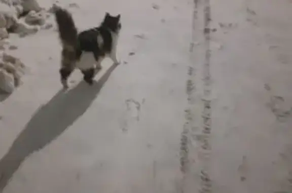 Найдена кошка, Оренбург, фото: Найдена кошка, Гребенская улица, 31, Оренбург - идёт по пятам