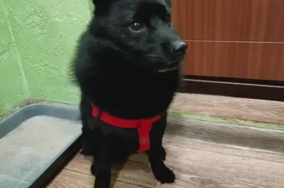 Найденные животные Кирово-Чепецк, фото: Найден собака, Кирово-Чепецк, черный кобель без хвоста