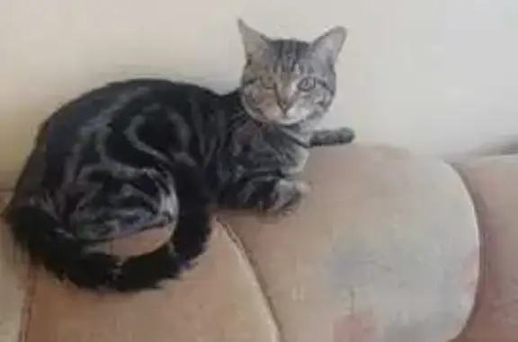 Пропал кот, 1-й Краснодарский проезд, 2 к1, Краснодар - окрас похож на бенгальского - photo