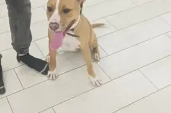 Найденные животные Гавердовский, фото: Найдена собака, Садовая улица, 146Б, Гавердовский - молодая и игривая