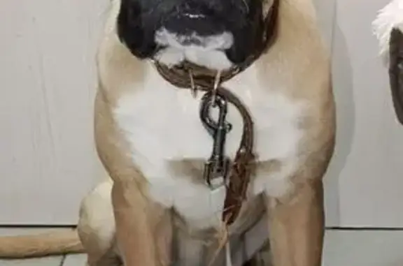 Найдена собака, Анна, фото: Найдена собака, женская, Морская улица, Анна - красивая рыжая дама