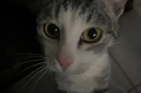 Найдена кошка, Ижевск, фото: Найдена кошка, Песочная улица, 11А, Ижевск - ласковый подросток с серым окрасом