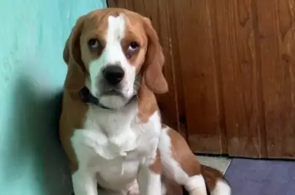 Потерянные животные Саратов, фото: Пропал собака, Совхозная улица, Саратов - порода Бигль, синий ошейник