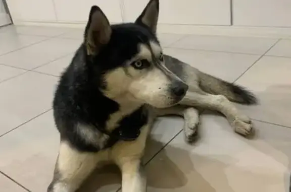 Найдена собака, Тамбов, фото: Найдена собака, улица Чичерина, городской округ Тамбов - ухоженный хаски с ошейником