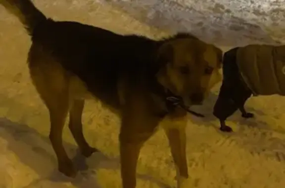 Найдена собака, Казань, фото: Найдена собака, улица Гаврилова, Казань - рыже-коричневый окрас