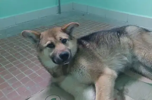 Пропал собака, Фестивальная улица, Москва - дворняжка, 10 месяцев - photo