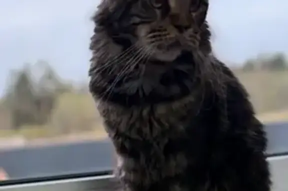 Пропал кот, Пениковское сельское поселение, Ленинградская область - сбежал из машины - photo