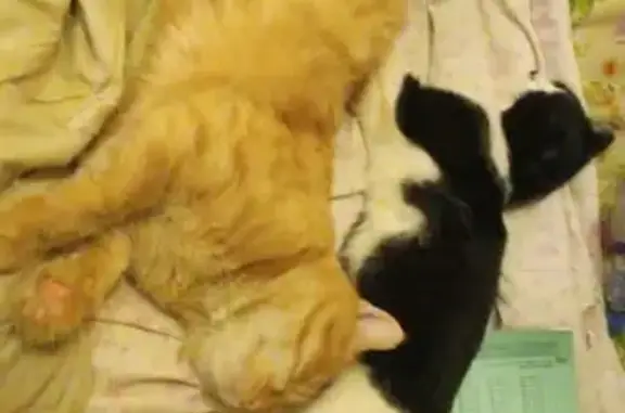 Пропал кот, СНТ Берёзка 1 дом 1, Нелидовский район - рыжий окрас, зелёные глаза - photo