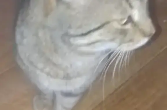 Пропала кошка, Чистопольская улица, 12, Ростов-на-Дону - черепаховый окрас - photo