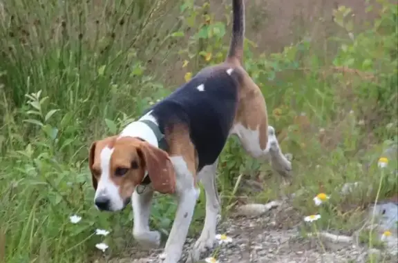 Пропал собака, переулок Чкалова, Ставрополь - ласковый, 7 лет - photo