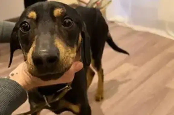 Найден собака, Борисовский бульвар, Калининград - кобель, черный с коричневыми подпалинами - photo