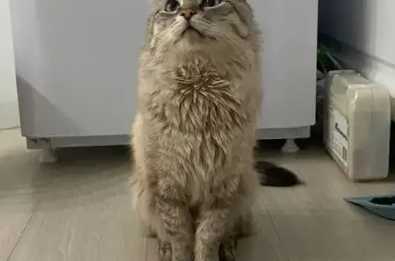 Пропал кот, улица Михаила Ломоносова, 20, Кукмор - серый с голубыми глазами - photo