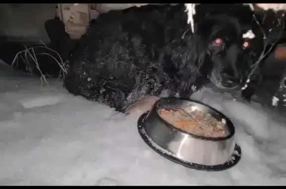 Найдена собака, Московский, фото: Найдена собака, Радужная улица, Московский - похожа на чёрного спаниеля