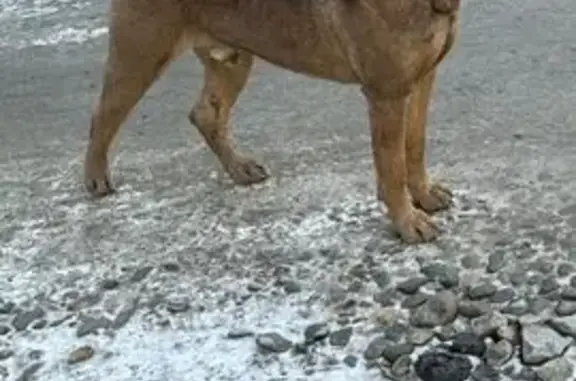 Найдена собака, Краснодар, фото: Найден собака, улица имени Калинина, 18/1, Победитель, Краснодар