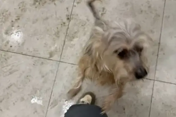 Найдена собака, Боброво, фото: Найдена собака, Лесная улица, 12, Боброво