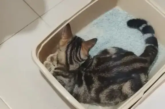 Кошки потеряшки, Нарткала, фото: Потеряшка кот, улица Кирова, 39, Нарткала - полосатый и ухоженный