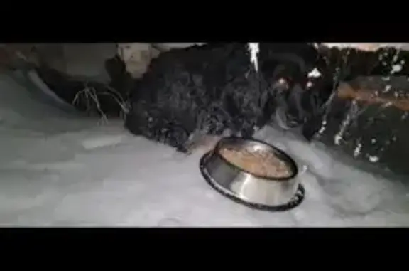 Найдена собака, Московский, фото: Найдена собака, Радужная улица, Московский - чёрного цвета, спряталась под машину