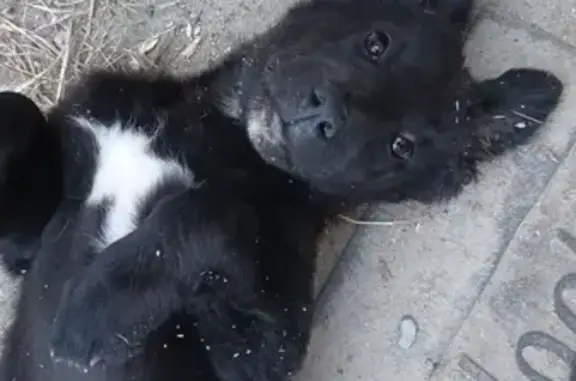 Пропала собака, Большая Советская улица, Воронеж - ласковая девочка с белым пятном на груди - photo