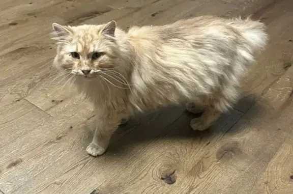 Найдена кошка, Москва, фото: Найдена кошка, Мантулинская улица, 10, Москва - рыжая девочка курильского бобтейла