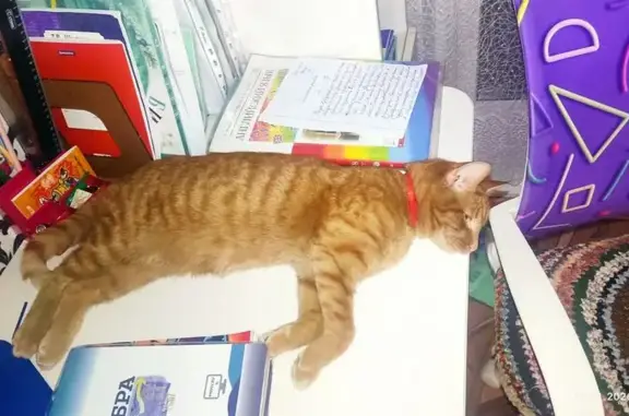 Объявления о пропавших и найденных животных, Чебоксары, фото: Пропал кот, улица Эльгера, 13, Чебоксары - рыжего цвета, не кастрирован