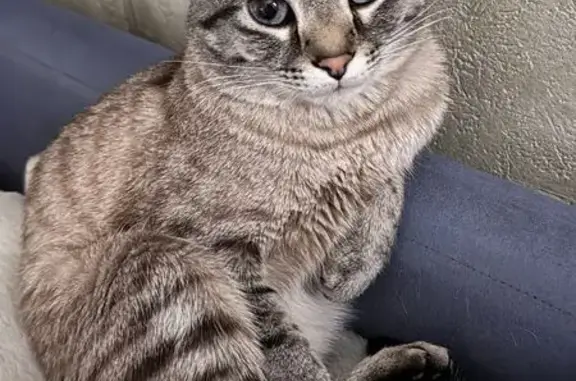 Пропал кот, Советская улица, 70, Самара - британец с голубыми глазами - photo