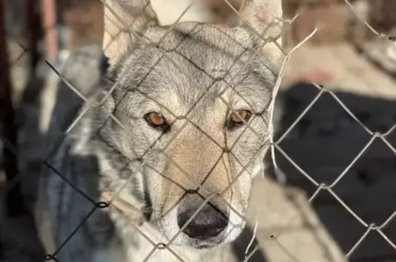 Пропал собака, Титовка, Сулинское - лайка западносибирская, кличка Юркий - photo