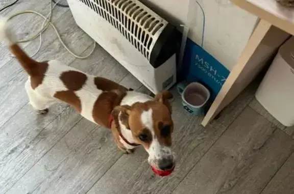 Пропал собака, улица Декабристов, 16/22, Тверь - Джек Рассел терьер - photo