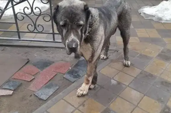 Объявления о пропавших и найденных животных, Астрахань, фото: Найден собака, улица Александрова, 6, Астрахань - кобель с купированными ушами