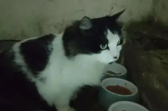 Найденные животные Анапа, фото: Найдена кошка, Терская улица, 59, Анапа - очень пушистая и ласковая