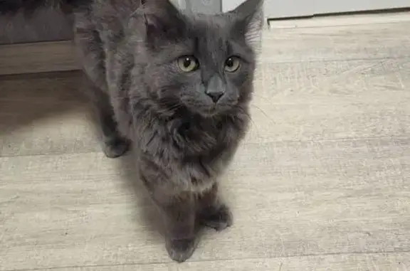 Объявления о пропавших и найденных животных, Петрозаводск, фото: Найдена кошка, улица Пархоменко, 26, Петрозаводск - ласковый дымчатый котёнок