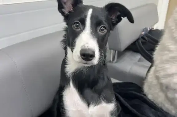 Найдена собака, Москва, фото: Найдена собака, женская, Керченская улица, 10 к1, Москва - черно-белая девочка