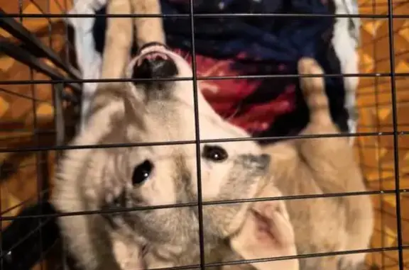 Найдена собака, Ростов-на-Дону, фото: Найдена собака, переулок Семашко, 103, Ростов-на-Дону