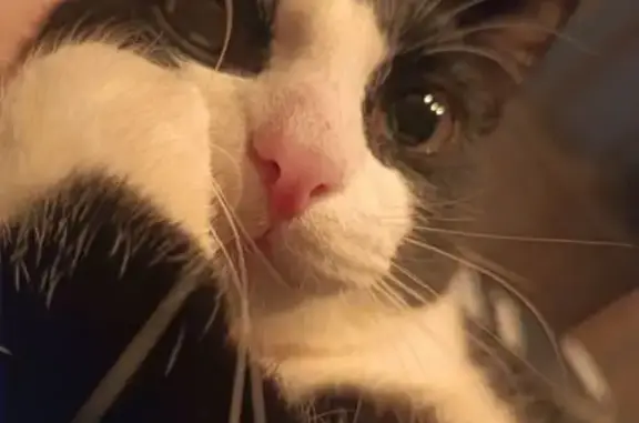 Пропал кот, улица Саммера, 24Б, Вологда - чёрно-белая окраска - photo