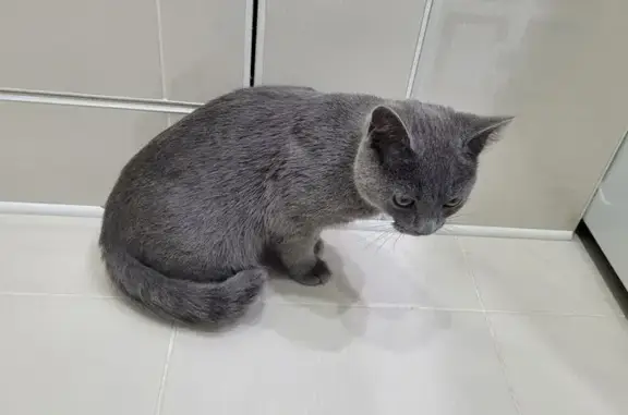 Найдена кошка, Холмск, фото: Найден кот, улица Победы, 24А, Холмск - пепельный окрас, плюшевая шерсть