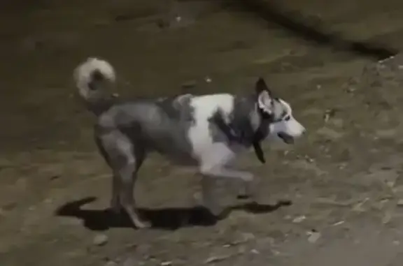 Собака бегает вдоль трассы. Порода хаски с голубыми глазами. Надет черный ошейник, человек который видел собаку адресник не нашел. Собака бежала вдоль трассы достаточно долго вместе со стримером. Их совместный путь начался с красных Баррикад и закончился в районе Бахтемир у АЗС Технотэк. Последний раз на видео ее видели там, потом собака куда-то убежала. Прикладываю совместный путь стимера и собаки (скрин). Надеюсь песик вернется домой