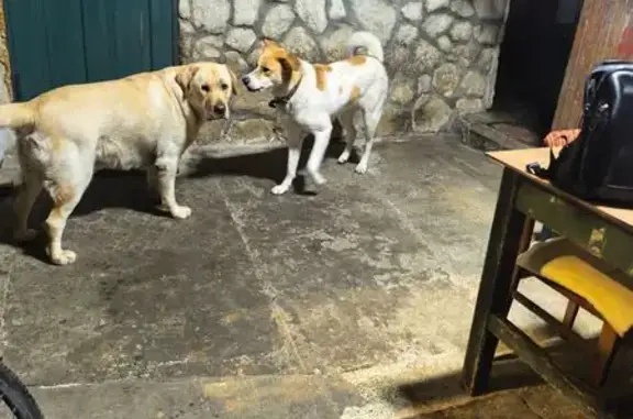 Пропал собака, улица Энергетиков, городской округ Сириус - взрослый лабрадор - photo
