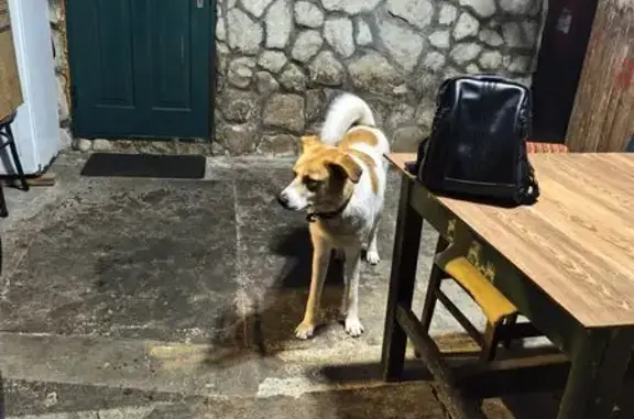 Пропала собака, женский пол, улица Энергетиков, городской округ Сириус - photo