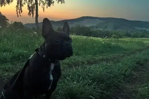 Пропал собака, улица Победы, 15, Жигулёвск - чёрный с рыжевой на спине - photo