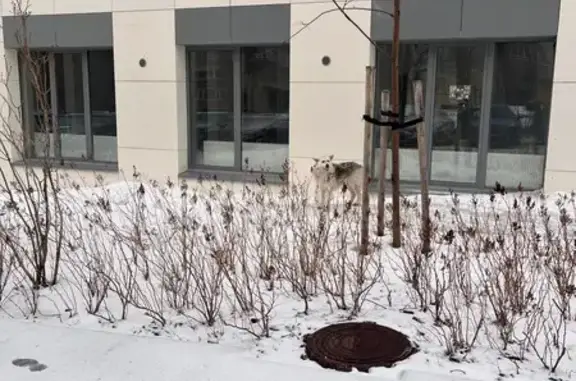 Найдена собака, Томск, фото: Найдена собака, Комсомольский проспект, 48, Томск - крупная с белой длинной шерстью