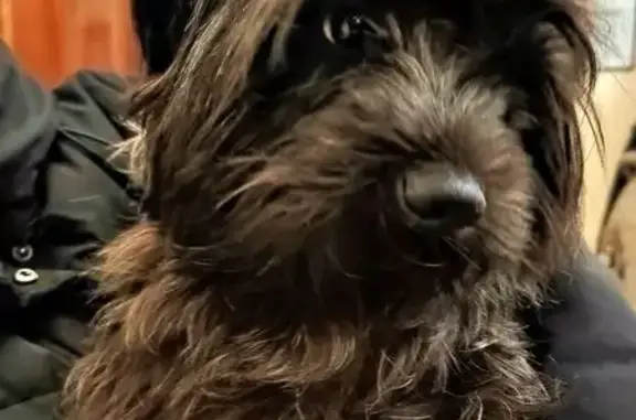 Найдена собака, Кондрово, фото: Найдена собака, девочка, Кондрово, Калужская область