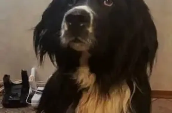 Найдена собака, Истра, фото: Найдена собака, улица Ленина, 65, Истра - крупный добрый кобель