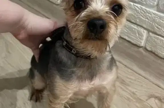 Найденные животные Самара, фото: Найден собака, улица Гагарина, 39, Самара - молодой йорк без адресника