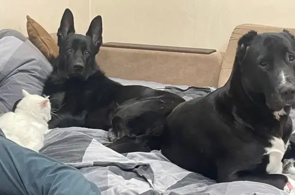 Пропал собака, мужской, Гавриловское шоссе, Нижний Новгород - photo