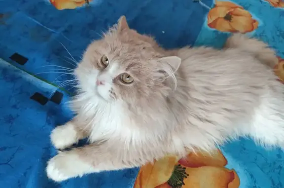 Пропал кот, Старонечаевская улица, 19, Егорьевск - большой пушистый, окрас персиковый - photo