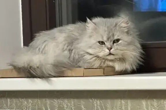 Найденные животные Москва, фото: Кошка найдена у метро Говорово, Коммунарка