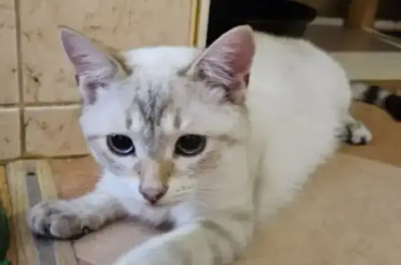 Кошки потеряшки, Мещовск, фото: Потеряшка кошка, улица Освободителей, 3А, городское поселение Мещовск - белая с мордочкой цвета какао