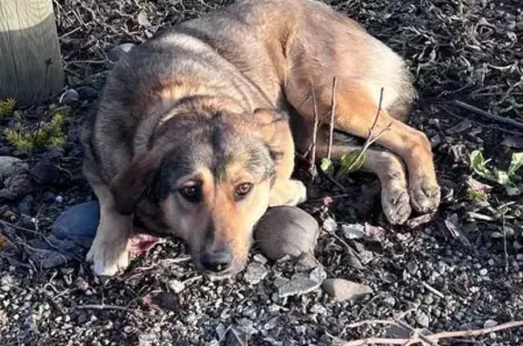 Найденные животные Майкоп, фото: Найдена собака, улица МОПРа, 117, Майкоп - сбила машина