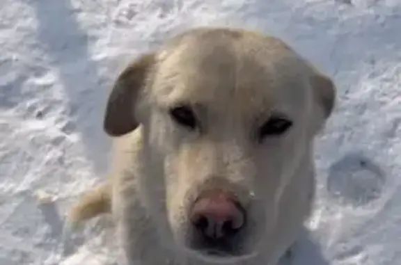 Пропал собака, мужской, Тураевское шоссе, Островцы - photo